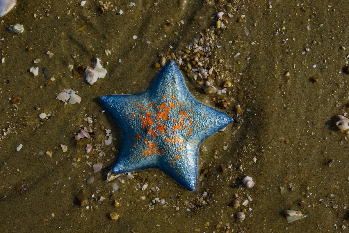 Autumn on the UK Coast: Why October Is Prime Time for Rockpooling