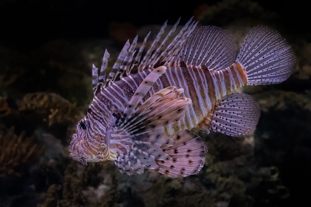 Five Common Mistakes to Avoid When Snorkelling on a Coral Reef